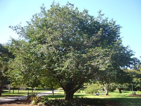 Tamarind Tree and Tabebouia Avenue