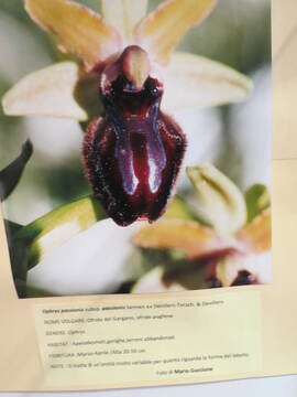 Orchidee