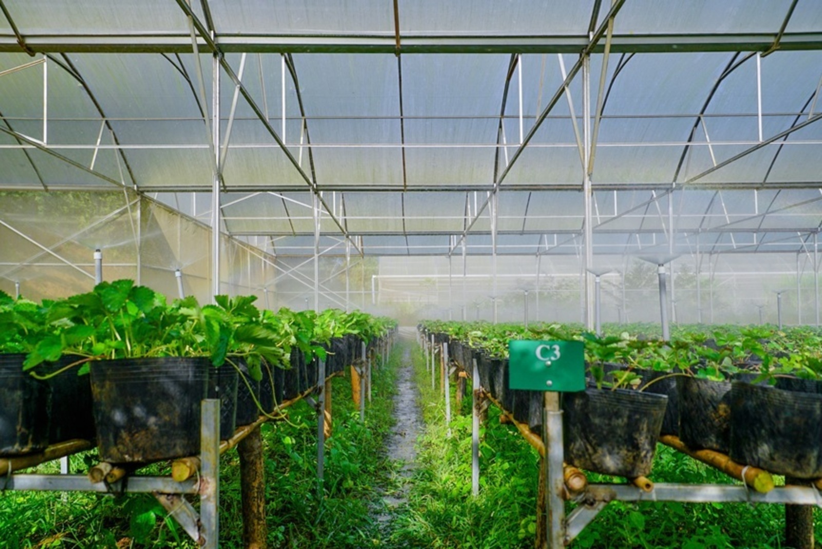 Thu Thuy Organic Farm