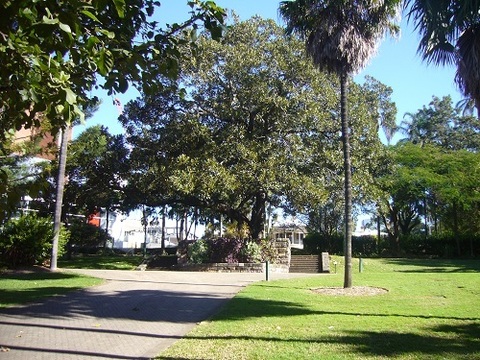 Moreton Bay Fig Tree