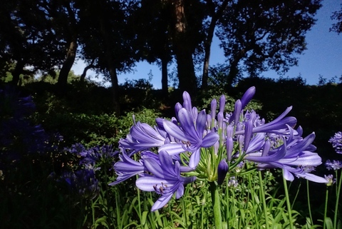 Laberinto de Horta