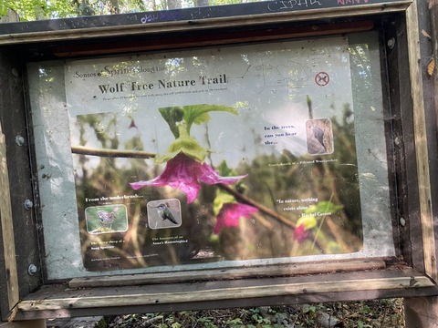 Stop 1: Head of Wolf Tree Nature Trail