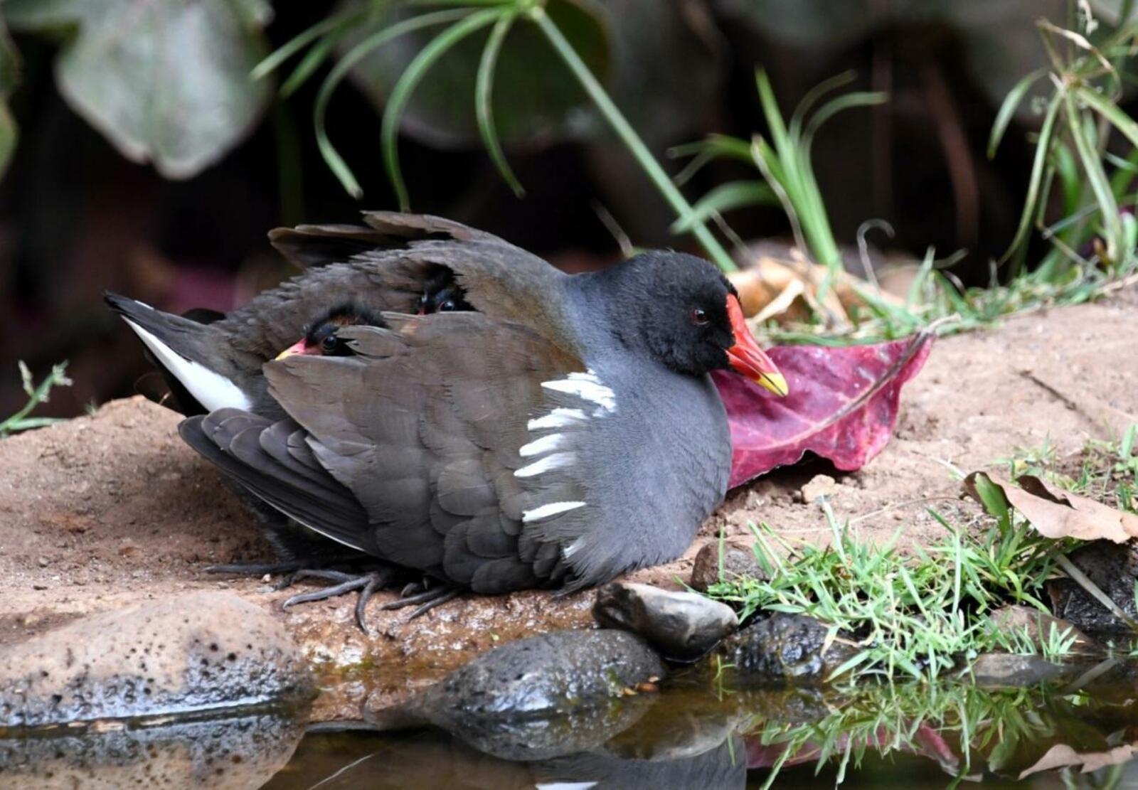 GALLINETA COMÚN, Gallinula chloropus