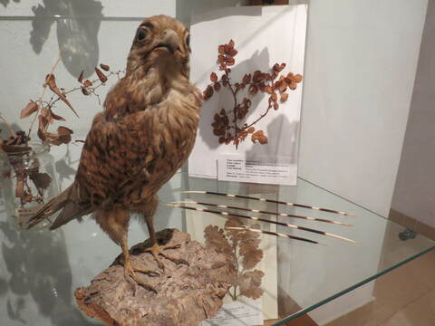 Fauna