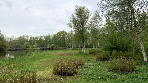 Groten paardenstaarten