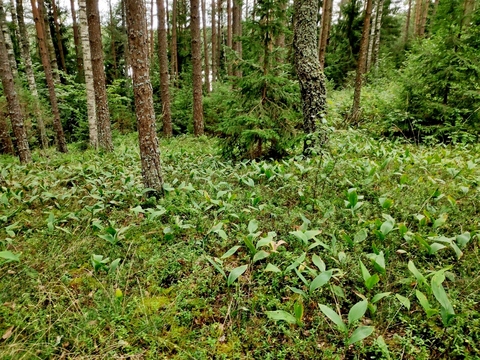 Ландышевая поляна
