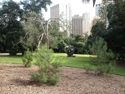 Turkish Pines and Morning Star 2