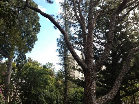 Four Great Pines