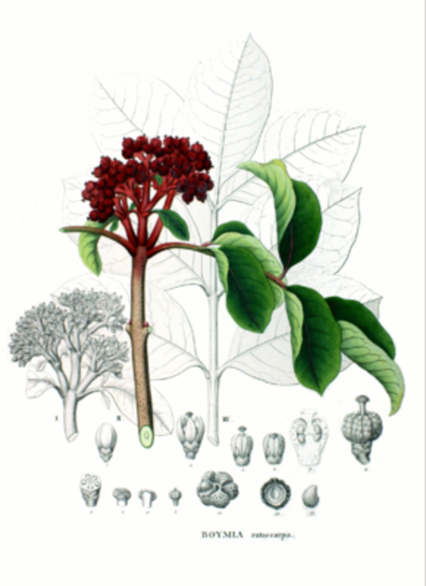 Arbre à miel
