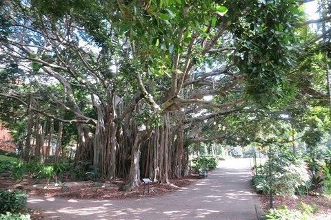 Banyan Tree and Palm Grove