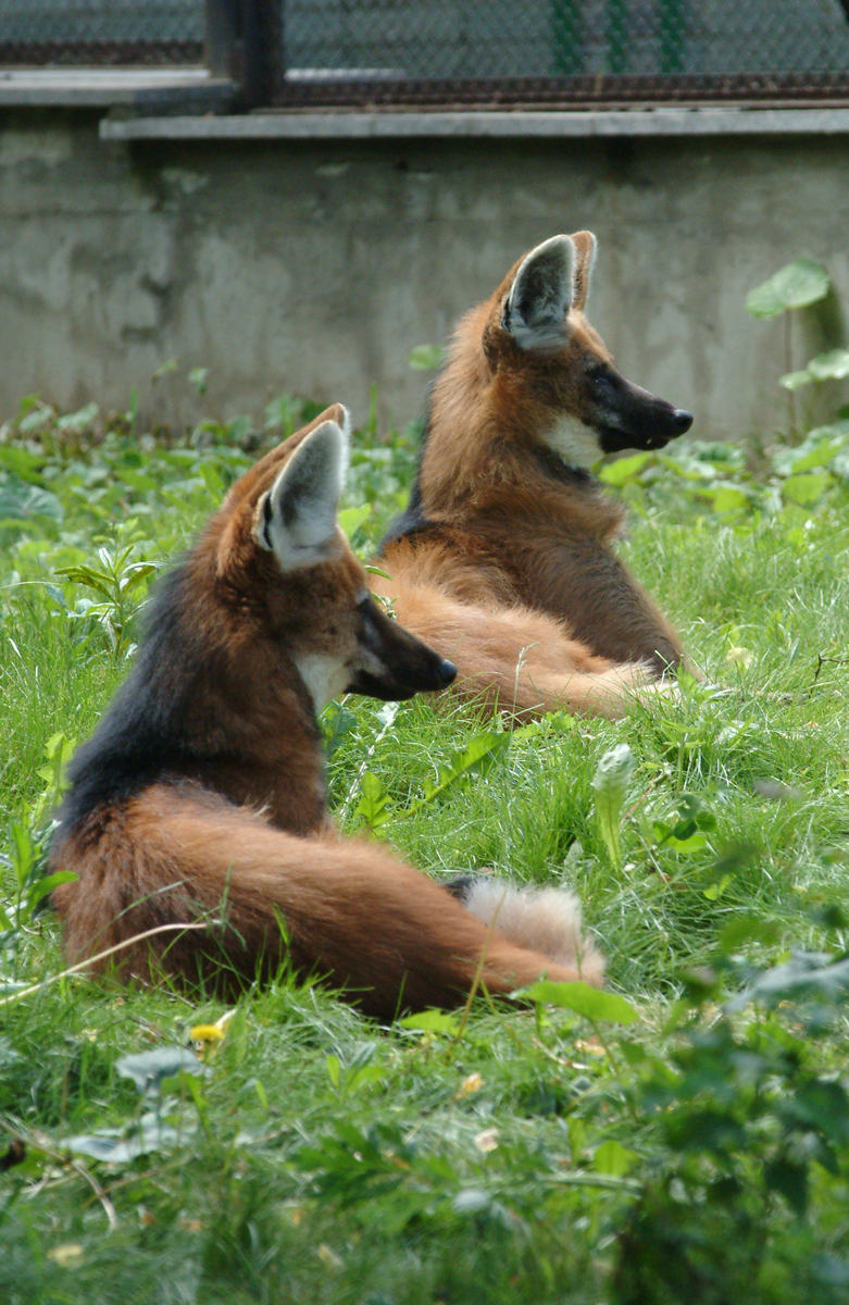 Гривистый волк