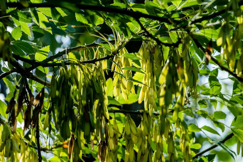 Dumbalar orasidan siltanish Dumbalar orasidan siltanish