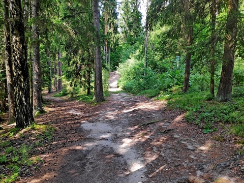 Развилки лесных дорожек