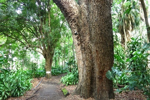 The Rainforest