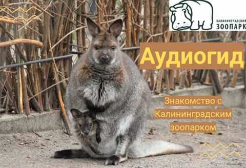 Знакомство с зоопарком. Аудиогид