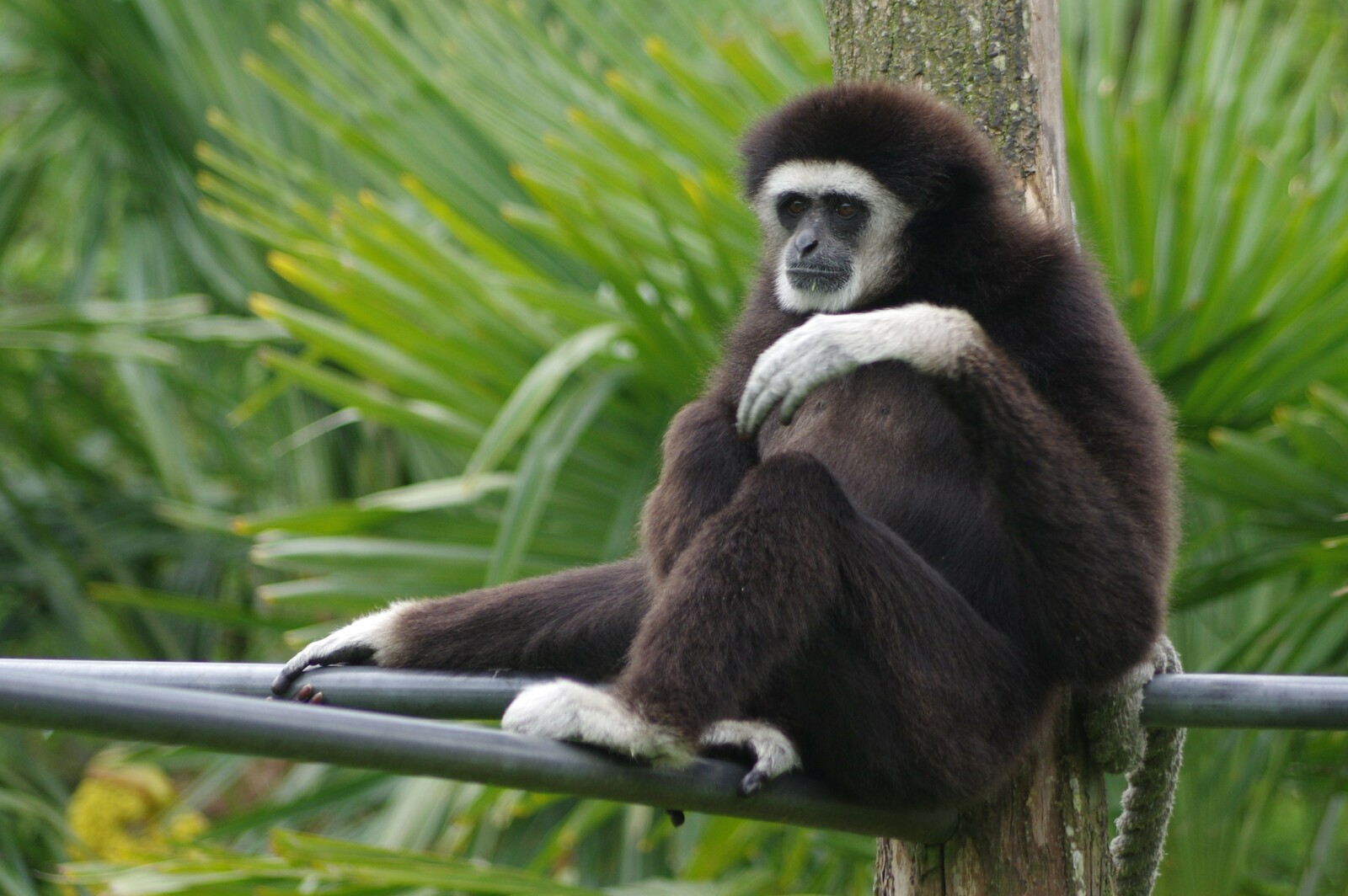 Gibbon à mains blanches