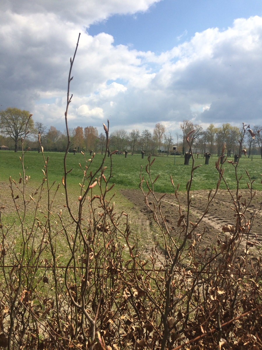 Beemdenzicht, grote zwarte vogels in het weiland