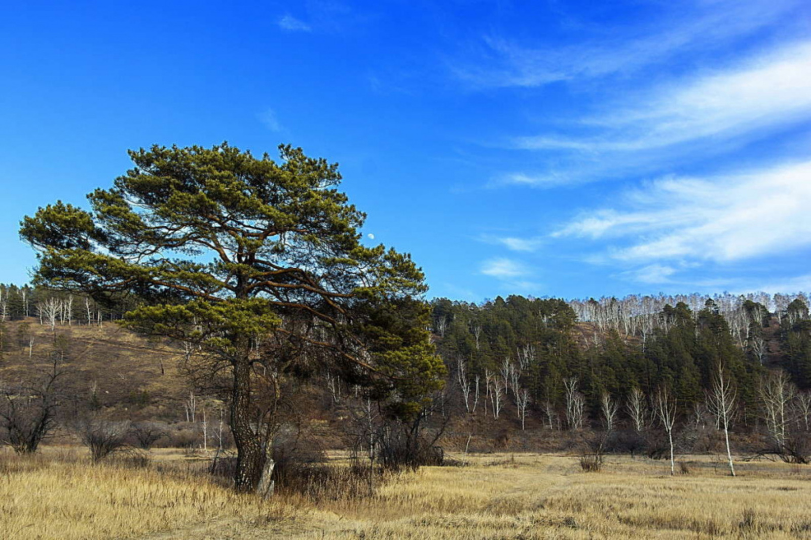 Көкіректі орыс брюнеткасы