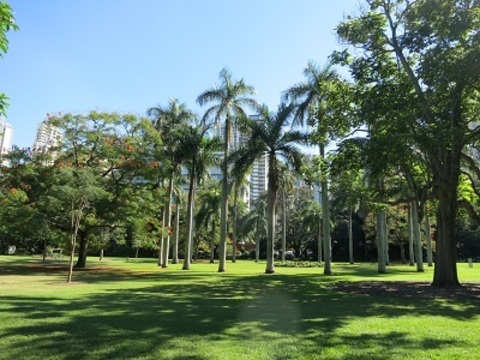 Circle of Cuban Royal Palms