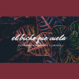 BICHO QUE VUELA