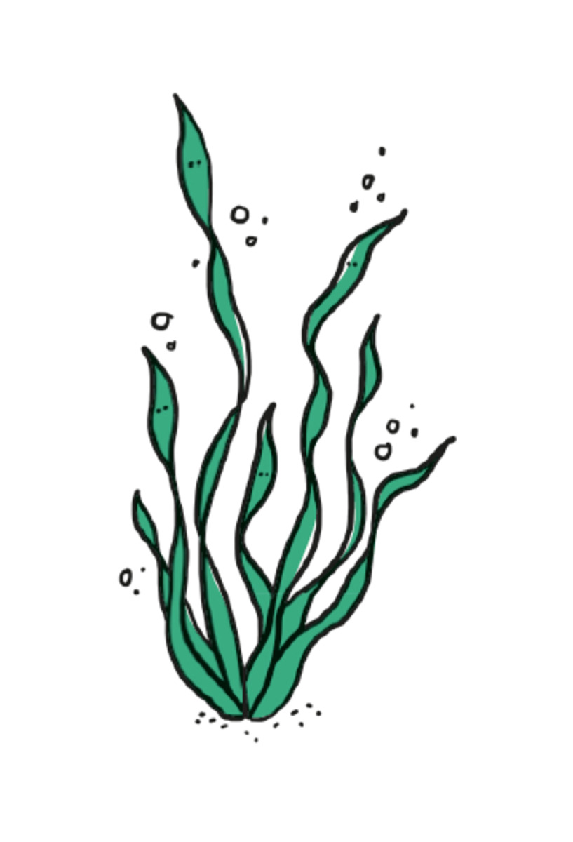 La lignée verte