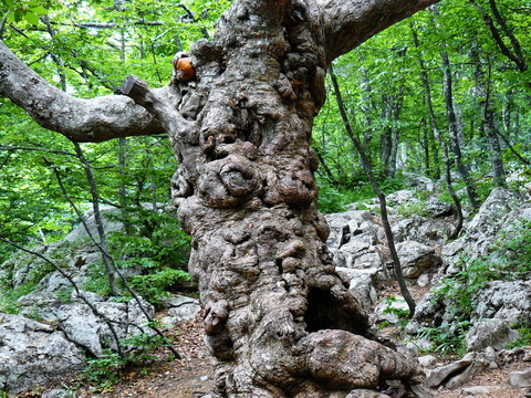 Клён Стевена