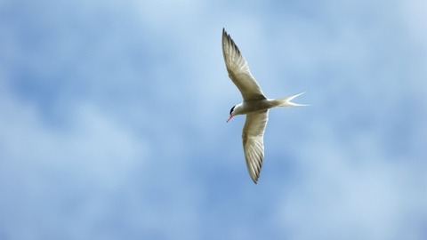 Les oiseaux de la réserve du Val d'Allier