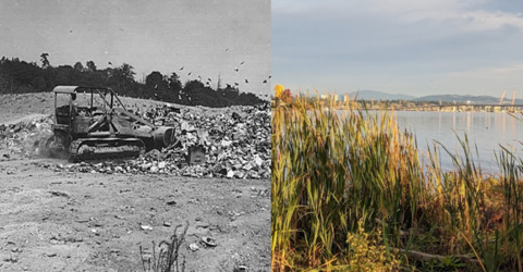From Wasteland to Wetland - A Tour on the Restoration of the Union Bay Natural Area