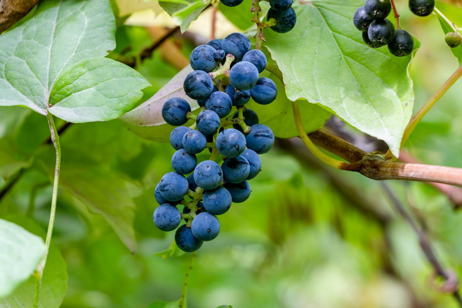 Amur grape – the world's northernmost grape