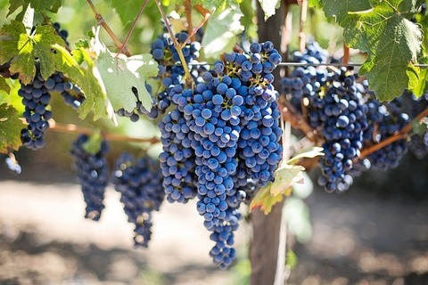 Bresnay au coeur du vignoble