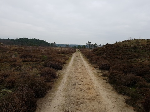 Penseelstreek #4395