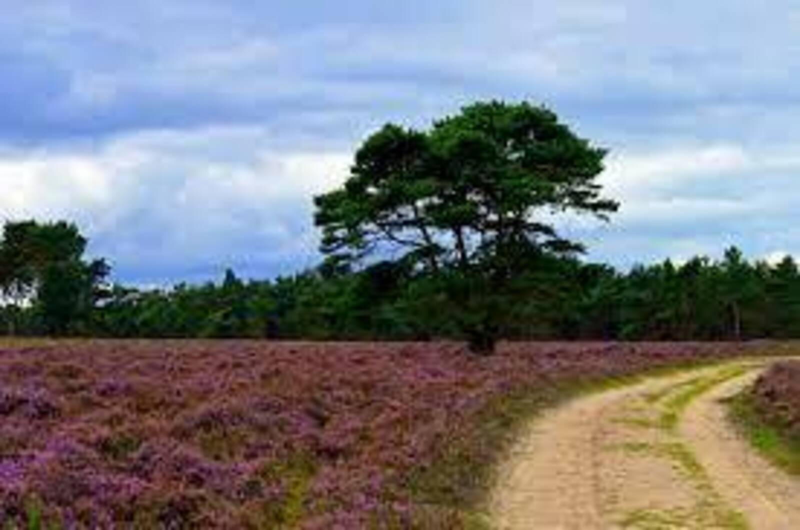 Vuursteenberg/Wezepse heide