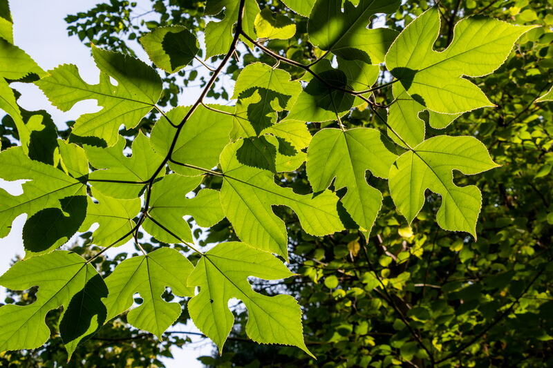 Ozaro tikilgan qayin daraxtlari