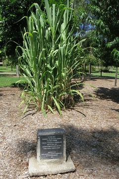 John Buhot and Sugar Cane in Queensland