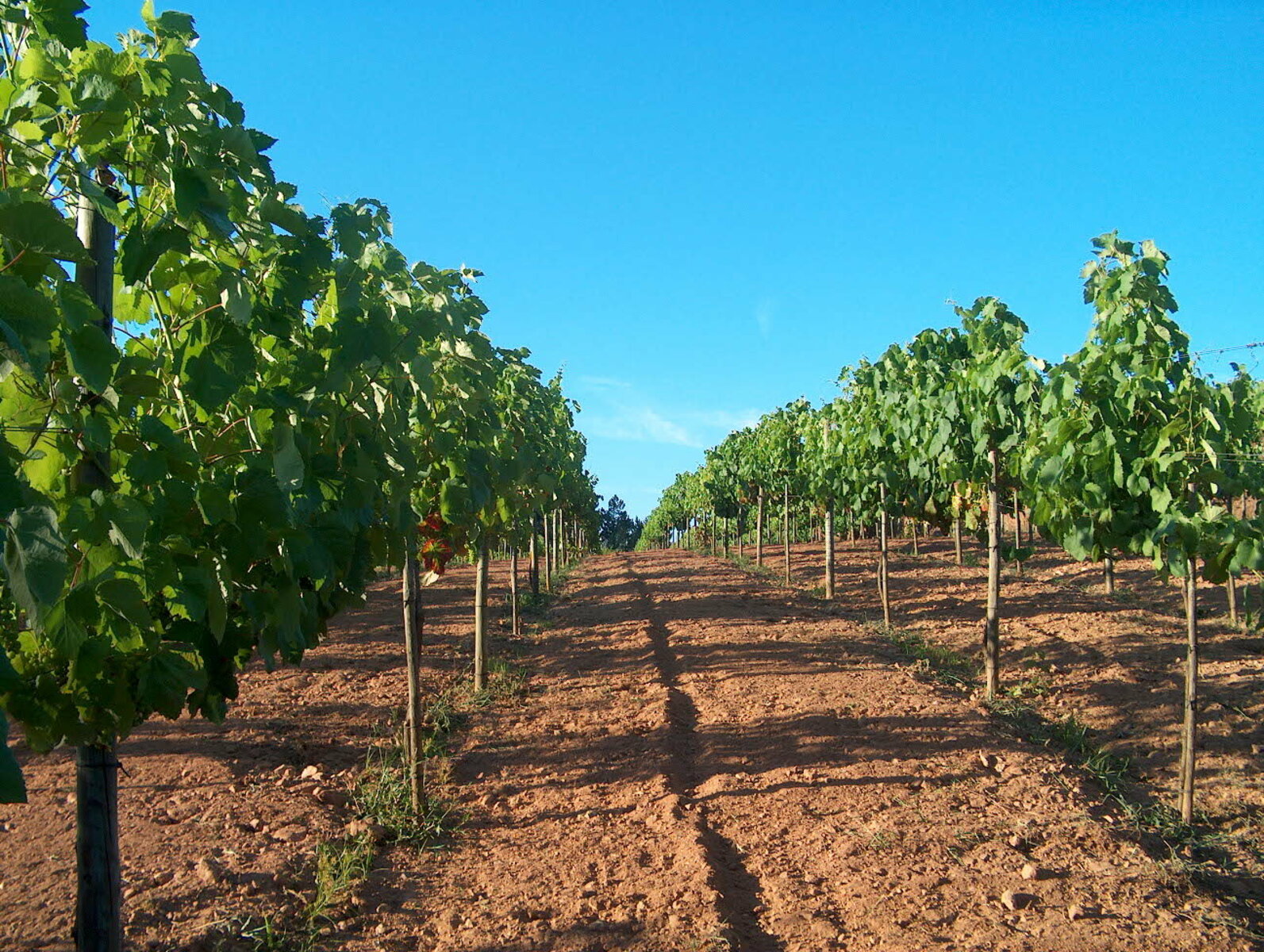 Quinta do Barco