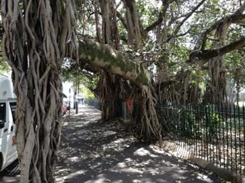Alice Street Figs
