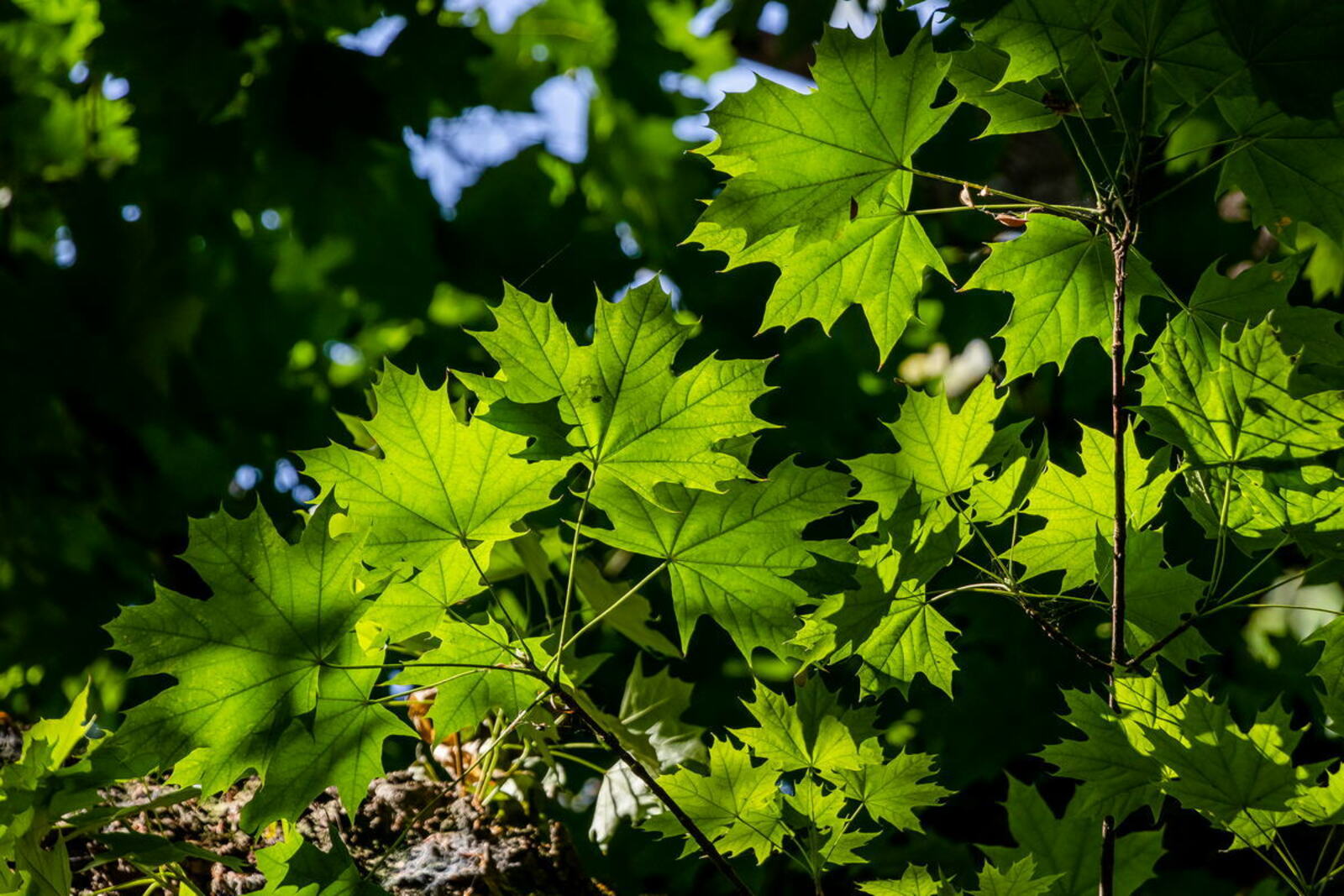 Chiroyli katta eshak porno tombul ayollar ozlarining mushuklarini korsatishadi