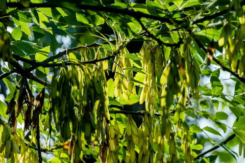 Hojatxonada jinsiy aloqa va onanizm Skypeda kokraklarini korsatdi