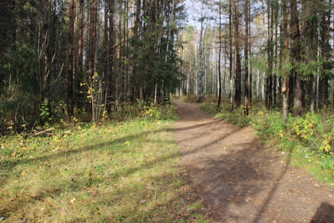 Пермь. Черняевский лес