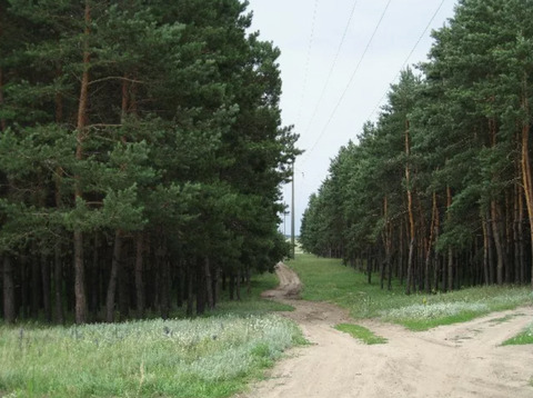 Ольховатская сосна